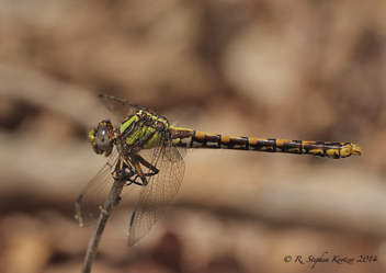 Ophiogomphus incurvatus, female